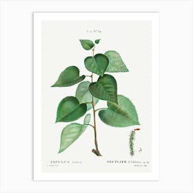 Populus Graeca, Pierre Joseph Redoute Art Print