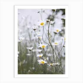 Daisies Art Print