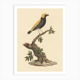 Yellow Crowned Bishop, Luigi Balugani Art Print