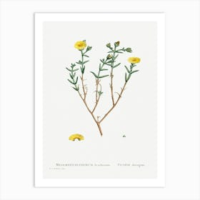 Mesembryanthemum Brachiatum (Three Forked Fig Marigold), Pierre Joseph Redoute Art Print