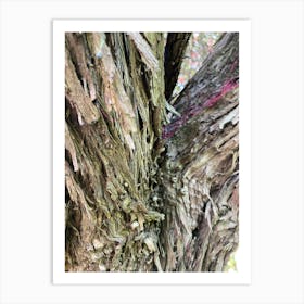 Bark Of A Tree Art Print