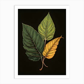 Three Leaves On A Black Background 1 Art Print