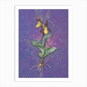 Vintage Lady's Slipper Orchid Botanical Illustration on Veri Peri n.0836 Art Print