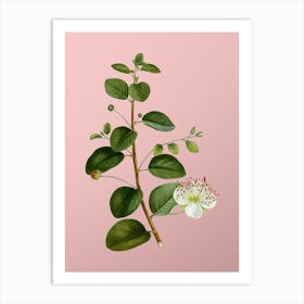 Vintage Caper Plant Botanical on Soft Pink Art Print