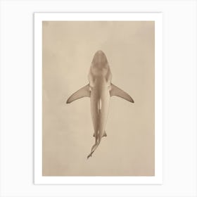 Vintage Nurse Shark Pencil Illustration 3 Art Print