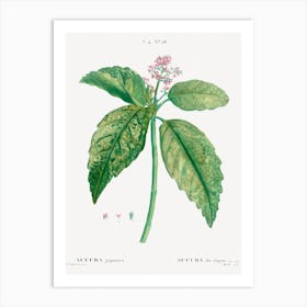 Japanese Laurel, Pierre Joseph Redoute Art Print