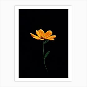 Single Yellow Flower On Black Background 5 Poster