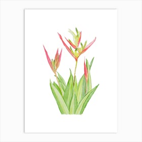 Vibrant pink and green Heliconia Tropical Flowers and leaves in Watercolor faded Art Print