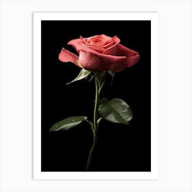 Single Pink Rose Isolated On Black Background Art Print