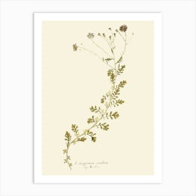 Botanical Illustration 1 Art Print