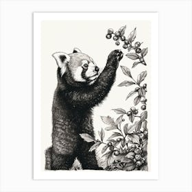 Red Panda Standing And Reaching For Berries Ink Illustration 1 Art Print