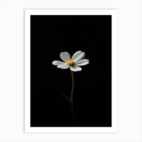 Single White Flower On A Black Background Art Print