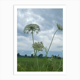 Img 5410 Summer.  Field Art Print