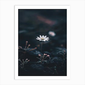 Single Daisy 5 Art Print