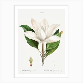 Magnolia Flower Art Print