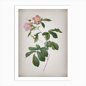 Vintage Pink Alpine Roses Botanical on Parchment Art Print