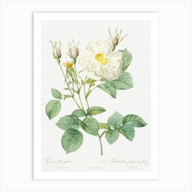 White Leaf Of Fleury, Pierre Joseph Redoute Art Print