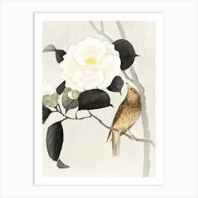 Chinese Bird 4 Art Print