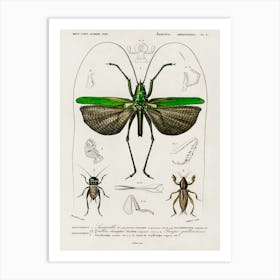 Grasshopper Of Six Points (Locusta Sexpunctata), Charles Dessalines D' Orbigny Art Print