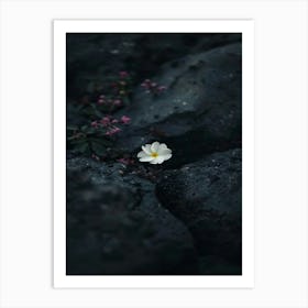 White Flower On A Rock 2 Art Print