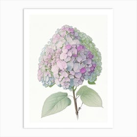 Hydrangea Floral Quentin Blake Inspired Illustration 2 Flower Art Print