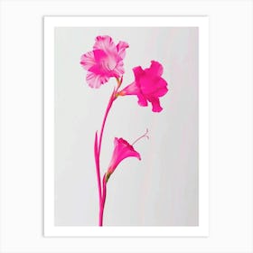 Hot Pink Gladiolus 1 Art Print