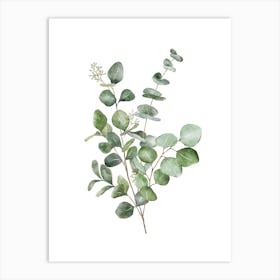 Eucalyptus Leaf Watercolour Print Art Print