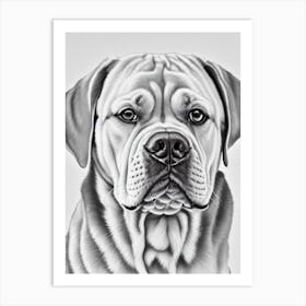 Dogue De Bordeaux B&W Pencil Dog Art Print