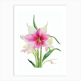 Amaryllis Watercolour Flower Art Print