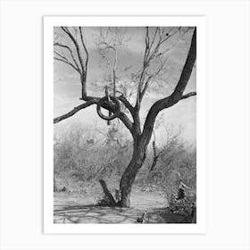 Tire On Branch Of Tree Near Harlingen, Texas By Russell Lee Art Print