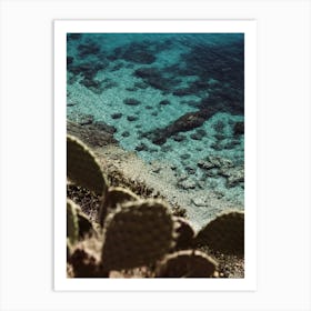 Cactus On The Beach In Calabria Art Print