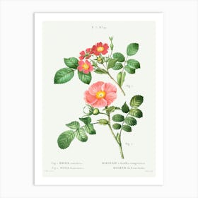 Redleaf Rose And Japanese Rose, Pierre Joseph Redoute Art Print