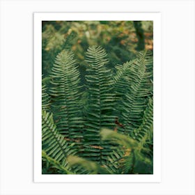 PNW Ferns Art Print