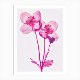 Hot Pink Hellebore 2 Art Print