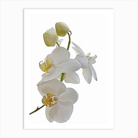 Orchid Art Art Print