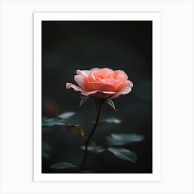 Pink Rose 15 Art Print