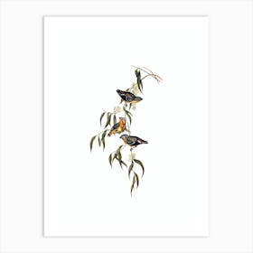 Vintage Spotted Pardalote Bird Illustration on Pure White n.0245 Art Print