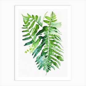 Southern Maidenhair Fern 1 Watercolour Art Print