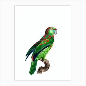 Vintage Turquoise Fronted Amazon Parrot Bird Illustration on Pure White 1 Art Print