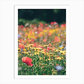 Wildflowers Poster