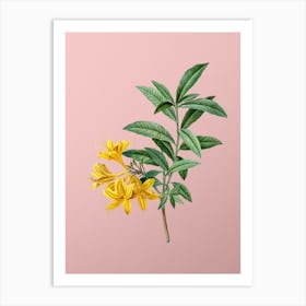 Vintage Yellow Azalea Botanical on Soft Pink n.0853 Art Print