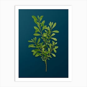 Vintage Bog Myrtle Botanical Art on Teal Blue n.0778 Art Print