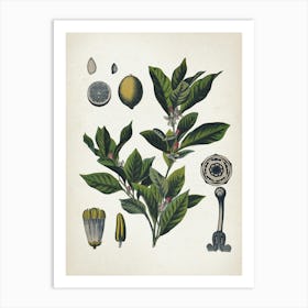 Vintage Bollmann 6 Limone Art Print