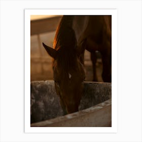 Drinking horse - Al Wathba Abu Dhabi UAE photo print - moody animal photography art Art Print