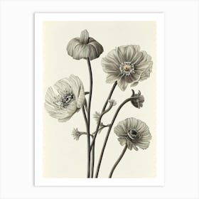 Anemone Vintage Botanical Flower Art Print