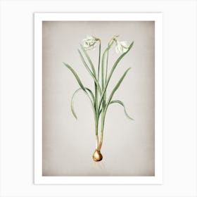 Vintage Narcissus Candidissimus Botanical on Parchment n.0434 Art Print