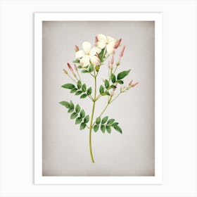 Vintage Spanish Jasmine Botanical on Parchment n.0776 Art Print