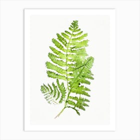 Maidenhair Spleenwort Wildflower Watercolour Art Print