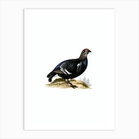 Vintage Black Grouse Bird Illustration on Pure White n.0218 Art Print