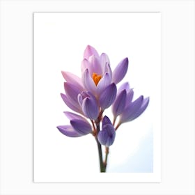 Crocus Flower Art Print